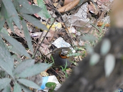 Arborophila rufogularis