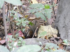 Arborophila rufogularis