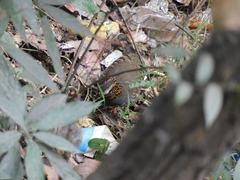 Arborophila rufogularis