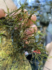 Podostemum ceratophyllum