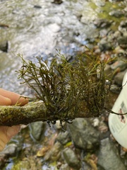Podostemum ceratophyllum