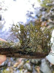 Podostemum ceratophyllum