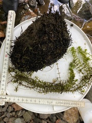 Podostemum ceratophyllum
