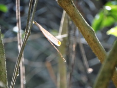 Mecistogaster ornata