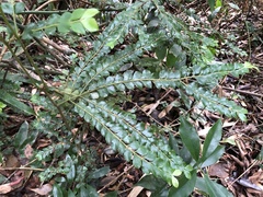 Lasianthus biflorus