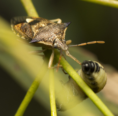 Oechalia schellenbergii