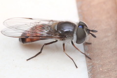 Betasyrphus