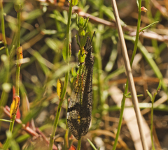 Glenoleon pulchellus