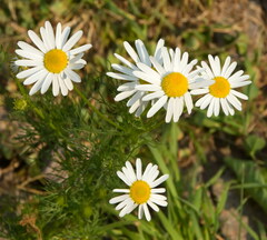 Tripleurospermum