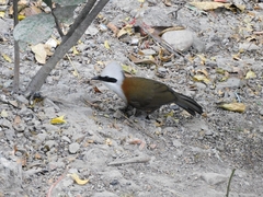 Garrulax leucolophus