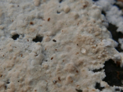 Cylindrobasidium laeve