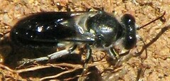 Bembix vespiformis