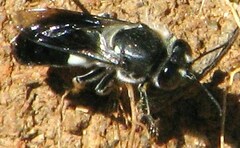 Bembix vespiformis