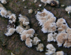 Cylindrobasidium laeve