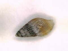 Parvanachis obesa