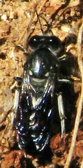 Bembix vespiformis