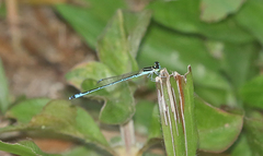 Agriocnemis nana