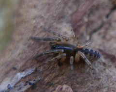 Segestria senoculata