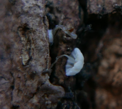 Delicatula integrella