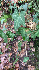 Hedera helix