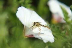 Sphaerophoria scripta