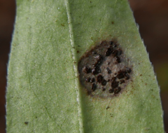 Puccinia punctata