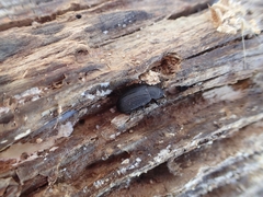Heterotarsus carinula