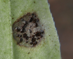 Puccinia punctata