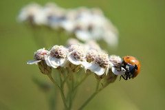 Coccinella septempunctata