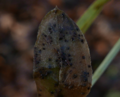Puccinia punctata