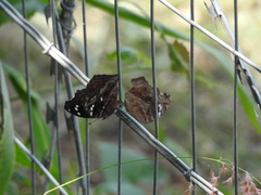 Junonia natalica natalica