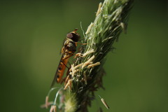 Episyrphus balteatus