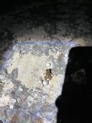 Eleutherodactylus rogersi