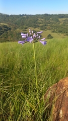 Agapanthus campanulatus