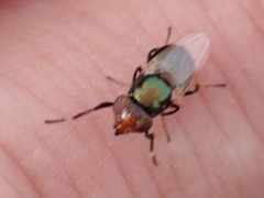 Physiphora alceae