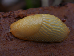 Arion intermedius