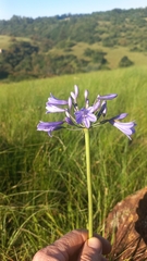 Agapanthus campanulatus