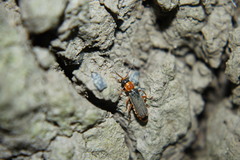Cantharis lateralis