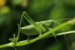 Tettigonia viridissima
