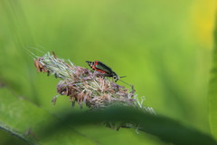 Malachius bipustulatus