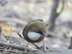 Pterorhinus albogularis