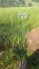 Agapanthus campanulatus