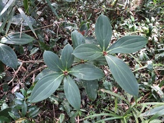 Medinilla formosana