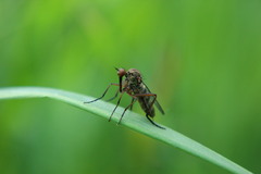 Empis opaca