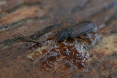 Uleiota planata