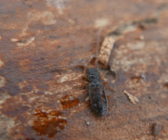 Uleiota planata