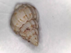 Phrontis