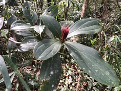 Medinilla formosana
