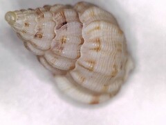Phrontis