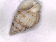 Phrontis